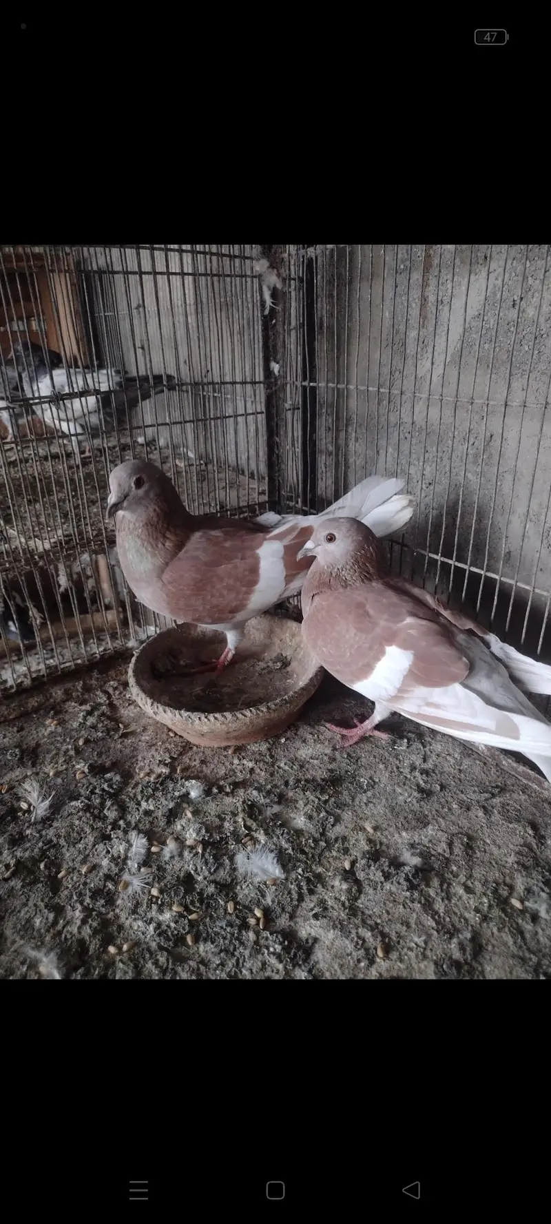gandedar pair — photo 5