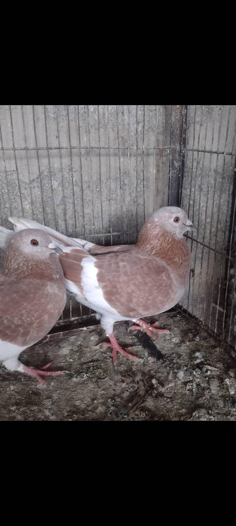 gandedar pair 5