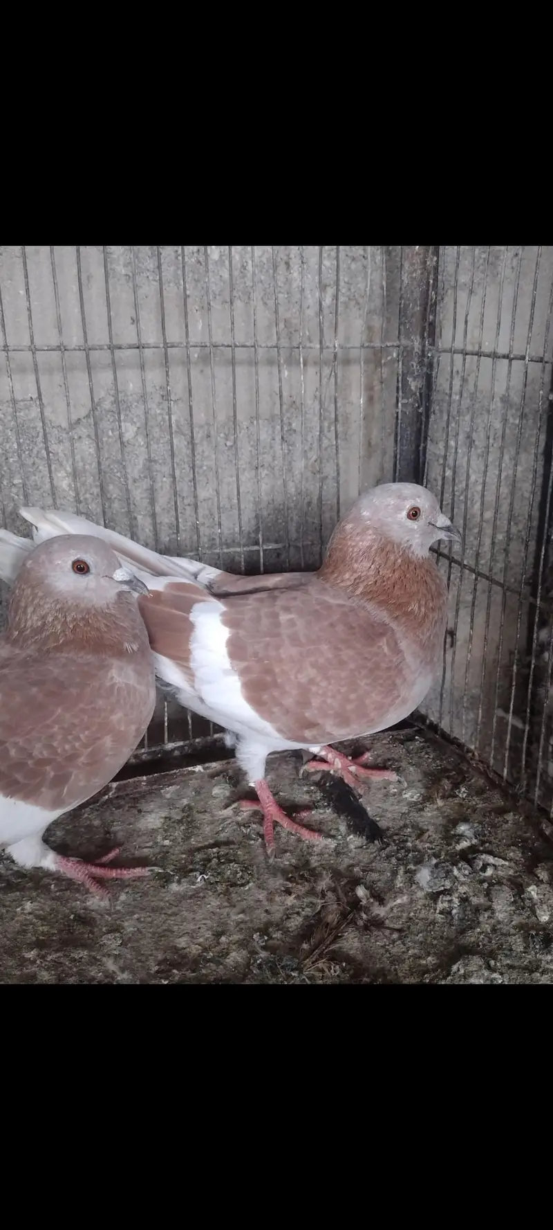 gandedar pair — photo 6