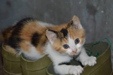 calico kitten