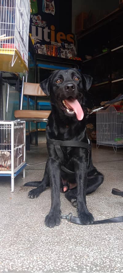 British lab