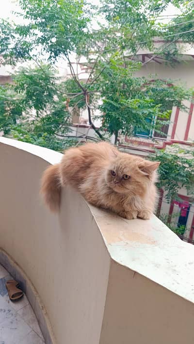 Pure Breed Persian Cat for Sale| Beautiful Home-Raised