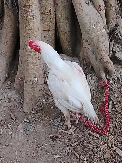 3 aseel birds