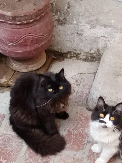 two male and female persian cats for sale