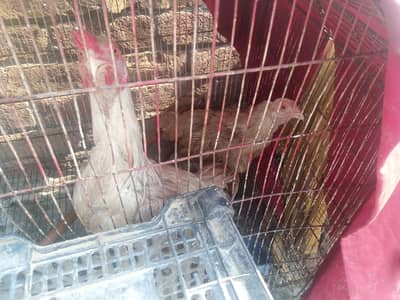 Breeder Pair. . . pure white Heera Aseel