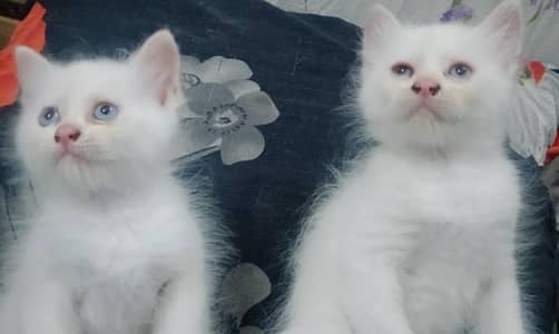 Persian cats