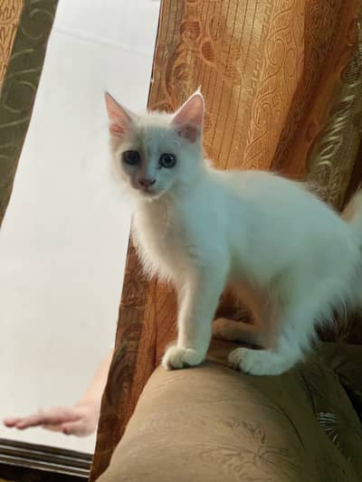Male cat