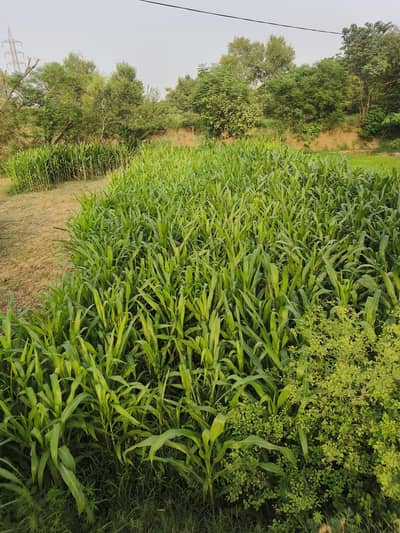 Janwaro ka liya Crops Taza.