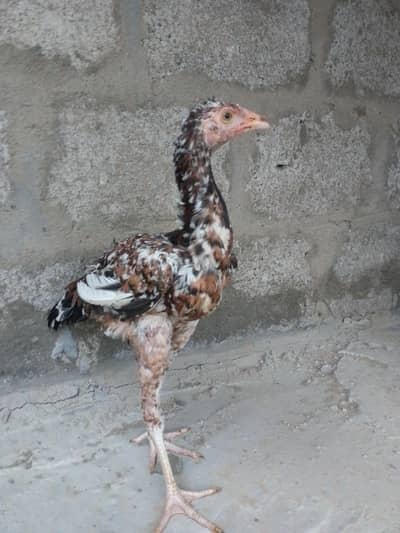 selling aseel jagerri chicks
