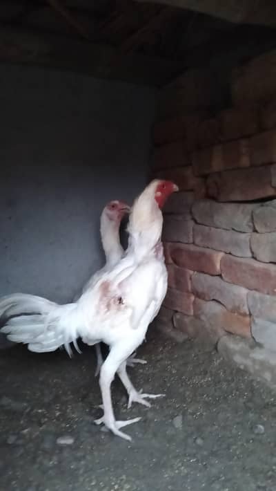 4 Males for sale