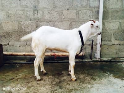 tedda for sale
