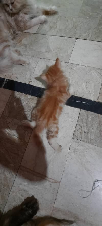 five persian kitten 0310 2044458