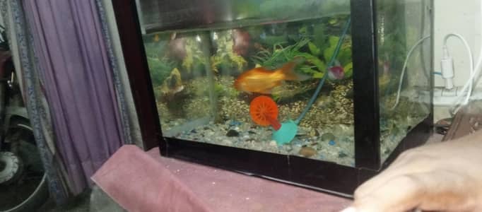 beautiful aquarium for sale in reasonable price urgent for sale