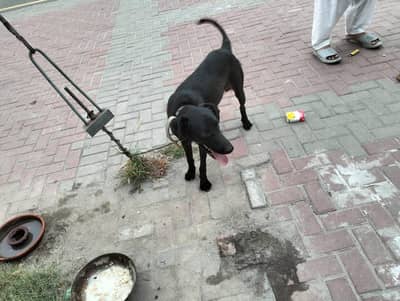 black colour m hy very active