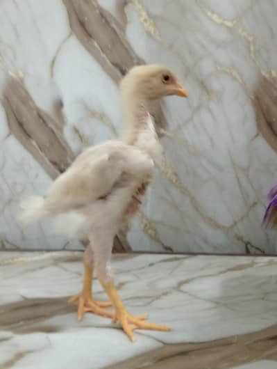 Shamo Chicks