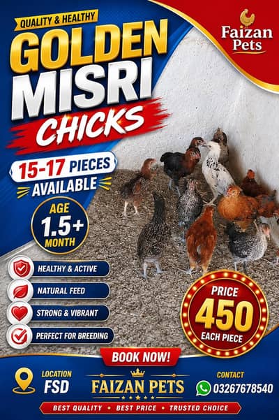 Golden Misri (17) Chicks 2 month And Golden Misri Pair 0326/7678/540