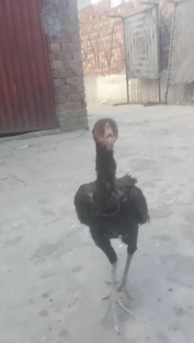 all for sale contact on WhatsApp