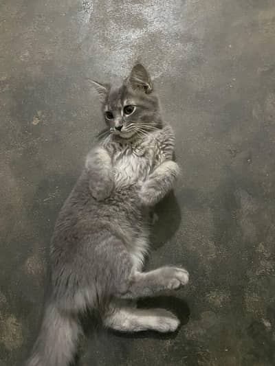 doable kodid cat