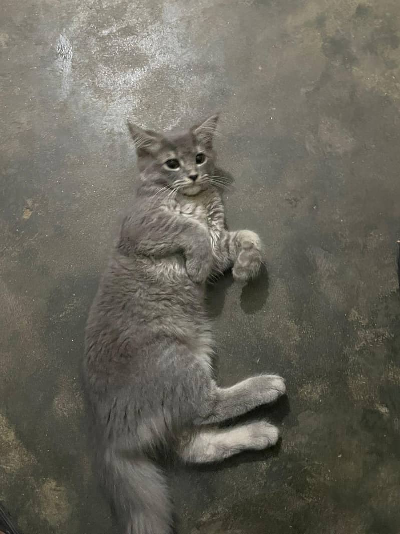 doable kodid cat 1