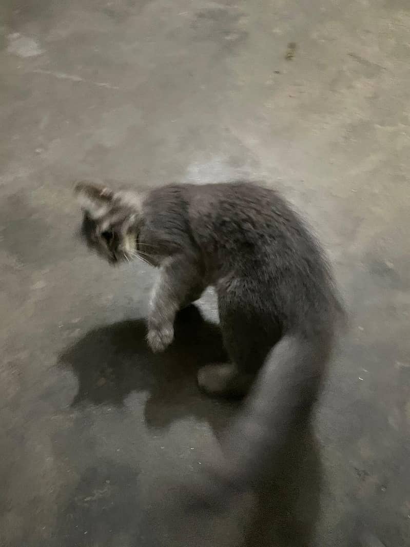 doable kodid cat 2