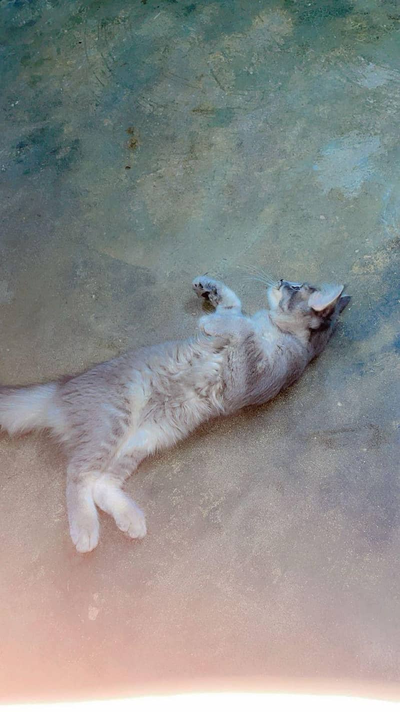 doable kodid cat 3