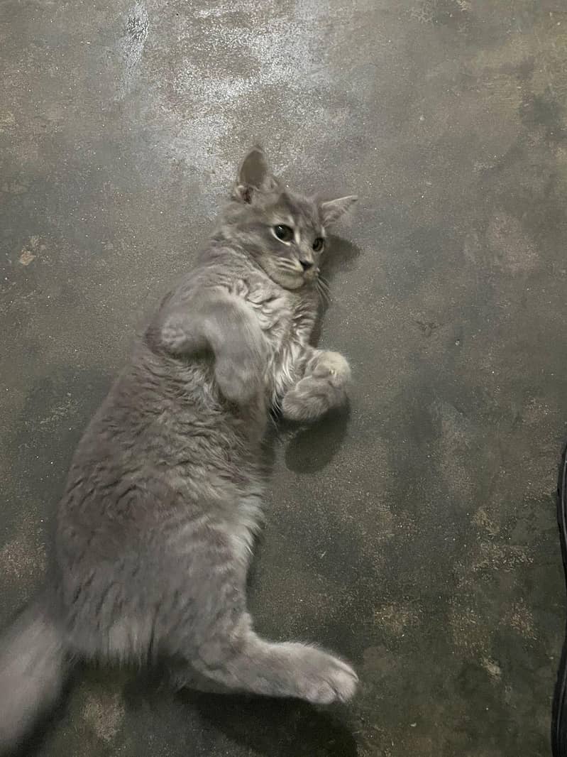 doable kodid cat 4