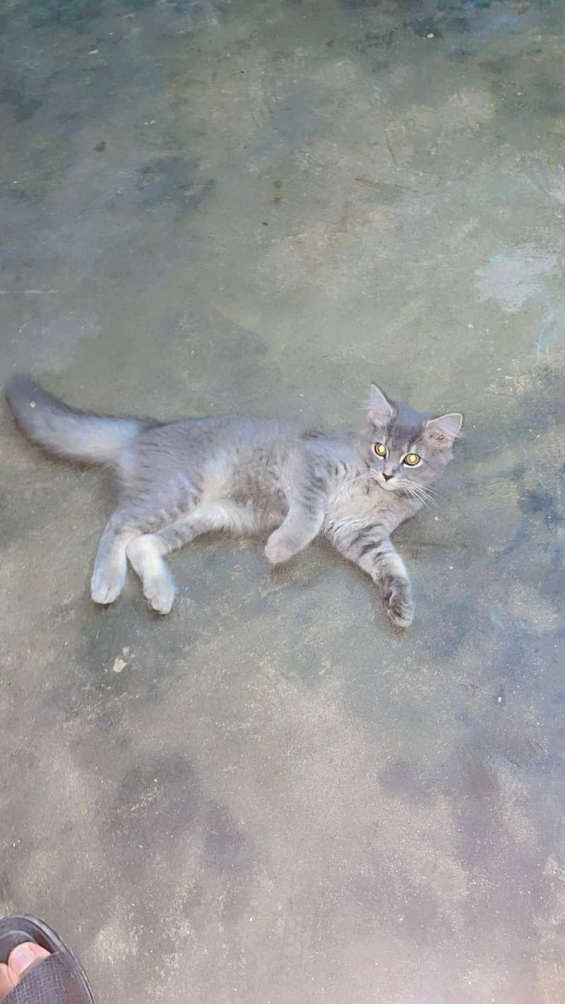 doable kodid cat 6