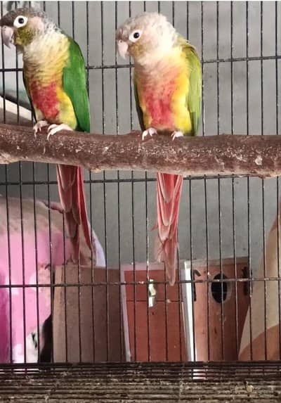 YELLOW SIDE X PINEAPPLE CONURE PAIR