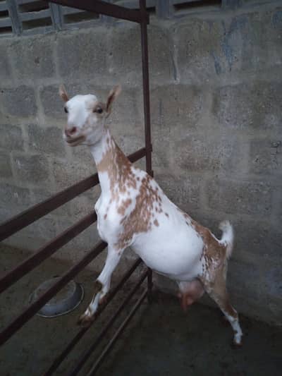 beautiful babari/tedi goat