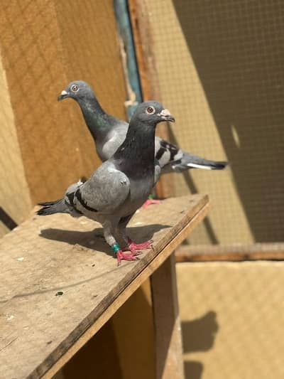 Blue bar pigeon
