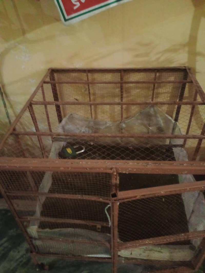 cages 4