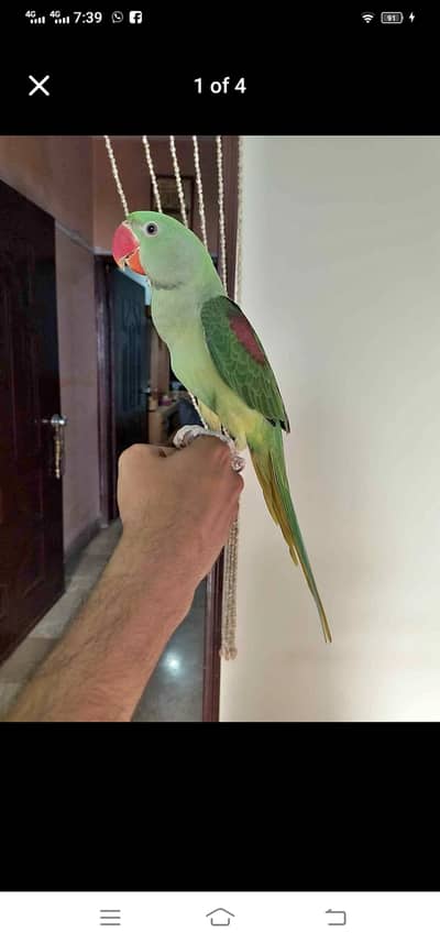 Kashmiri raw parrot