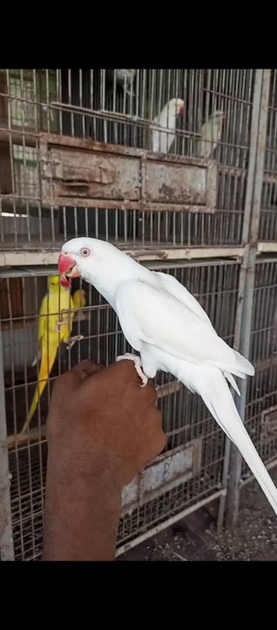 all parrots breeder or tame