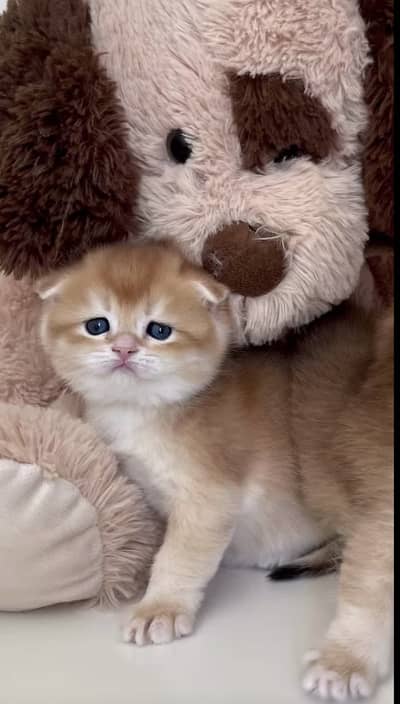 BRITISH SHORT HAIR IMPORTED KITTENS