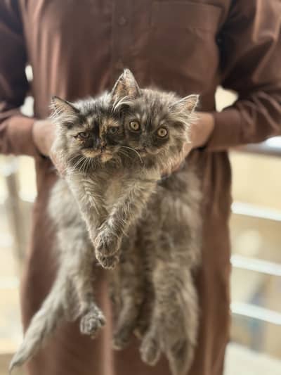 Premium Persian kitten pair extreme punch-face Extra triple coat