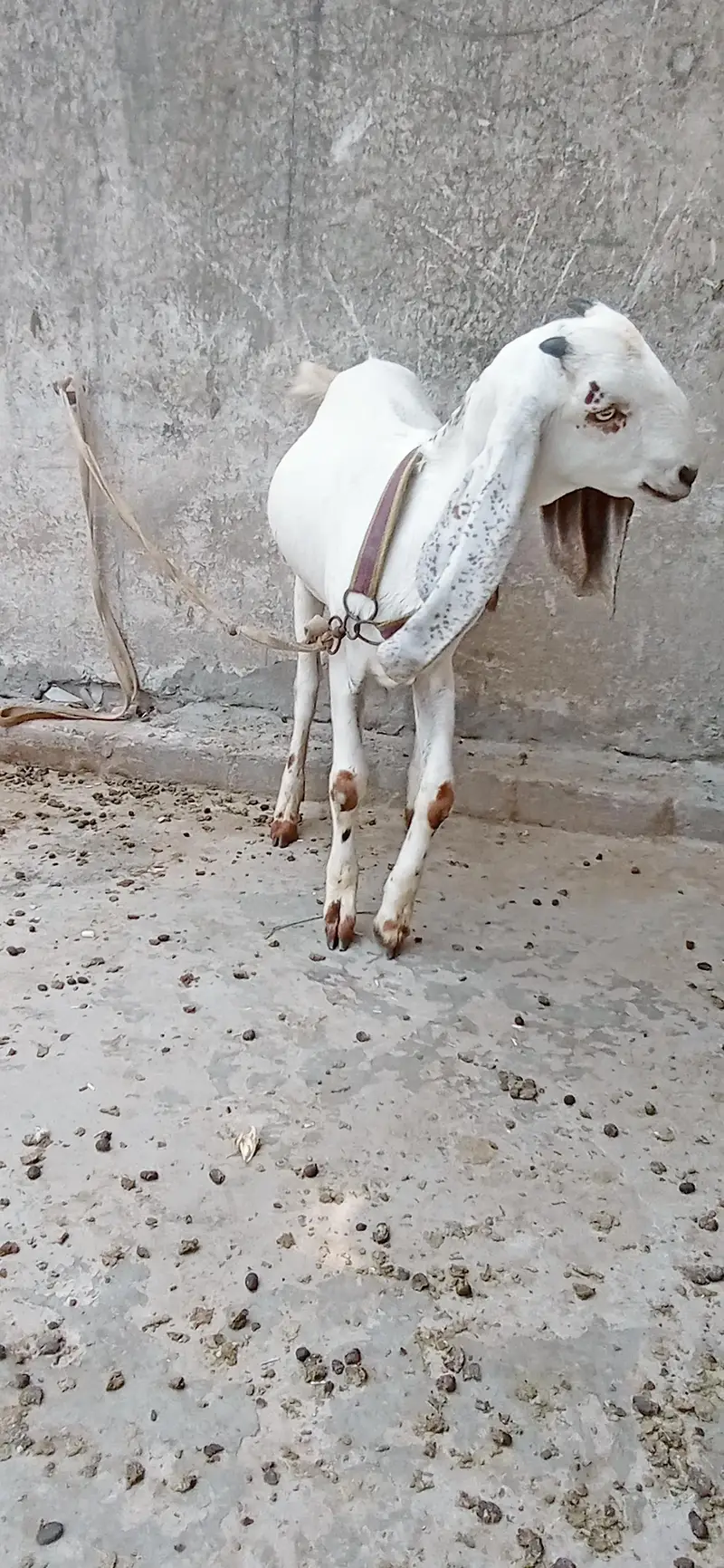 dasi femail