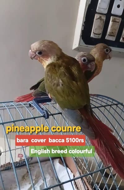 pineapple conure English breed