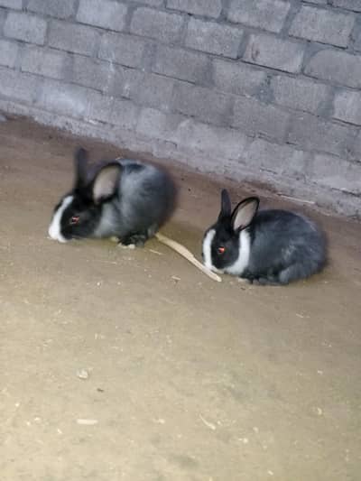 white and black bunny for sale