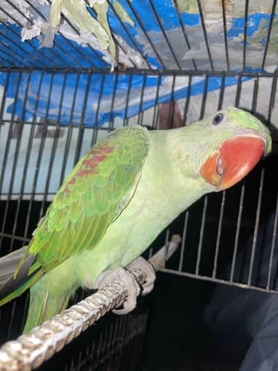 Raw parrot for sale
