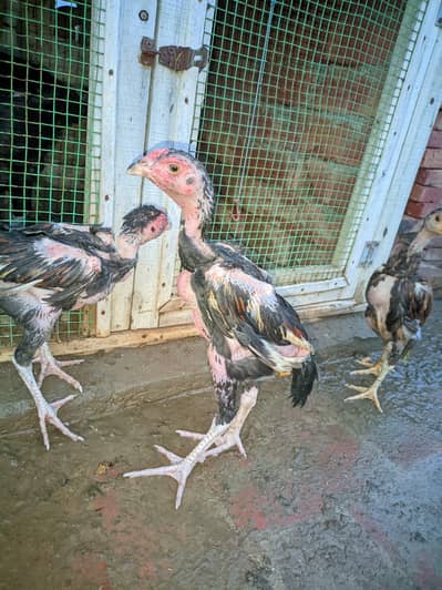 Aseel Chiks For Sale breed Thai