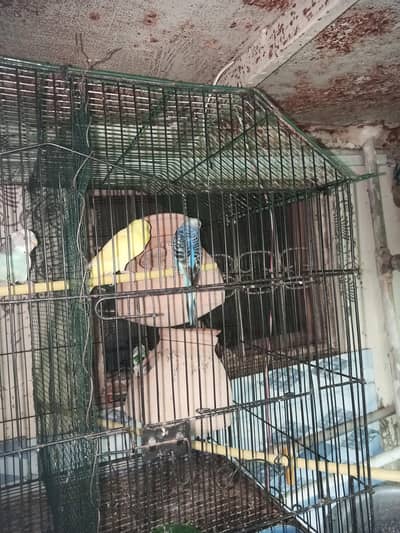 Australian parrot 