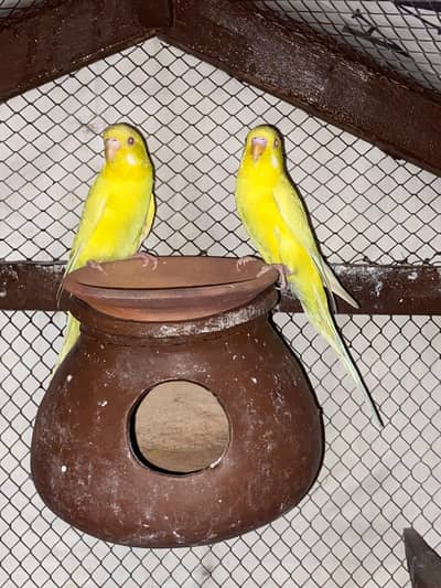 Latino red eye pair breeder eggs bhi diya wa hai