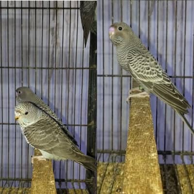 Gary BW Split BF Female Into Gary BF Split BW Male