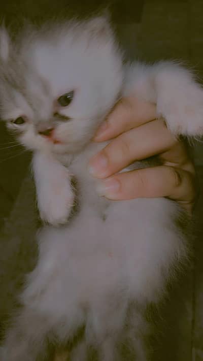 Pure Punch Face cute kittens