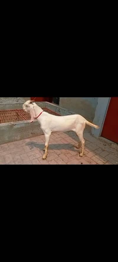 gulabi bakra for sale.