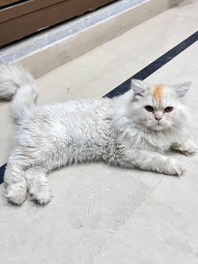 Playful Long hair Male