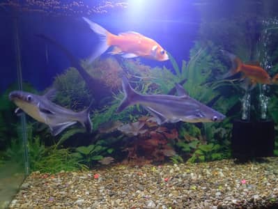 Gold Fish | Blue Line Shark