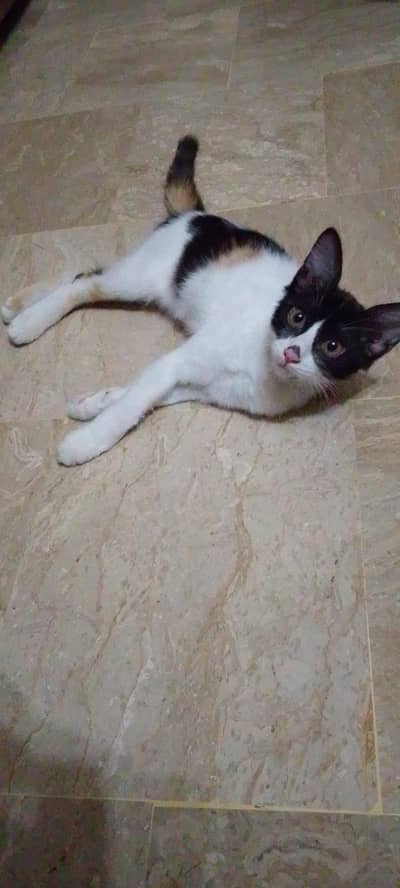 Miloo