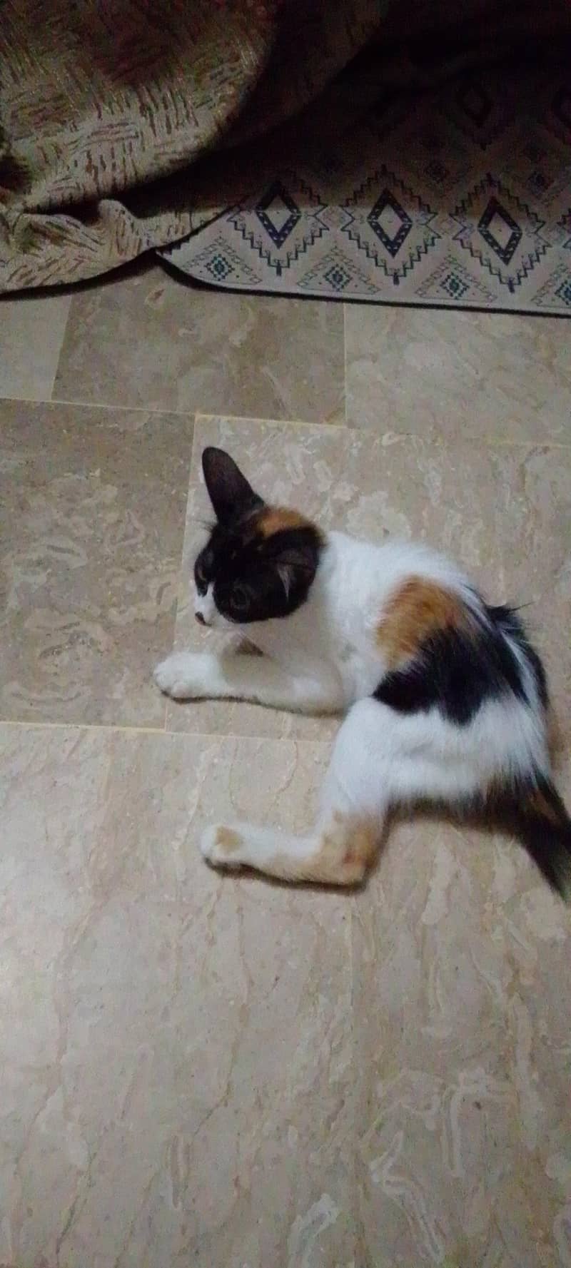 Miloo 1