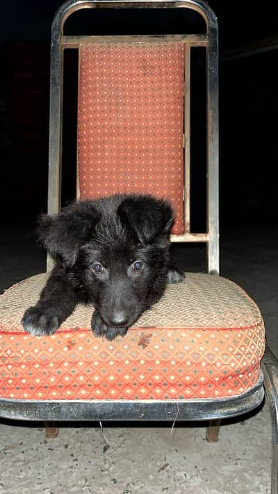 Black German shepherd female